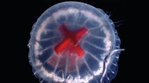 Bizarre jellyfish with bright red cross for a stomach discovered in volcanic caldera off Japan