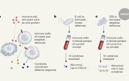 Smoking's lasting effect on the immune system