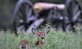 Fatal 'zombie deer' disease found in Maryland national parks