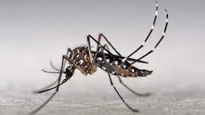 Hyundai Bio plans trials of antiviral for dengue fever