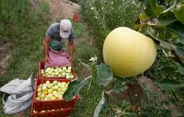 How do you like them apples? Weak harvest slowing down Julian you-pickers