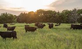 Livestock producers told not to travel to U.S. due to risk of HPAI: CFIA