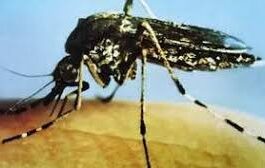 NH needs to do more to fight mosquito-borne viruses: Letters
