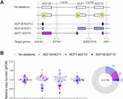 Genetic repair via CRISPR can inadvertently introduce other defects, researchers show