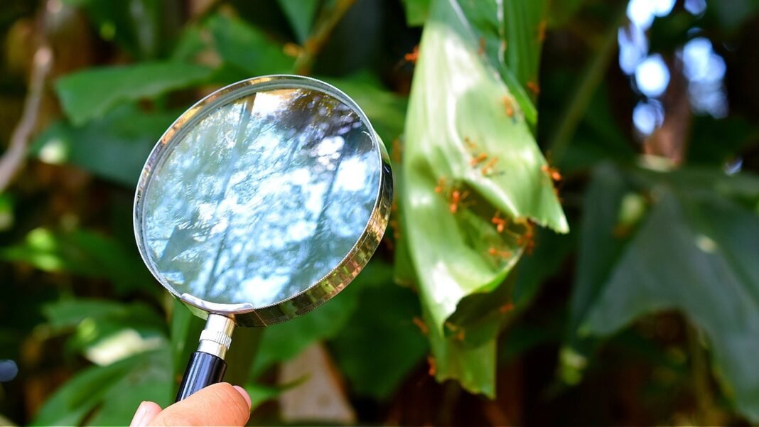 Easily Remove Ants From