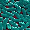 Flesh-eating bacteria death toll