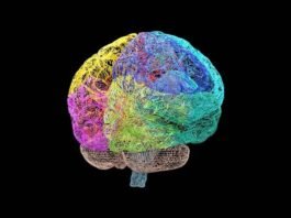 Landmark map of human 3 Best Proven Brain Atlas Tools Landmark map of human