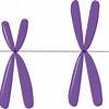 Loss of chromosome in