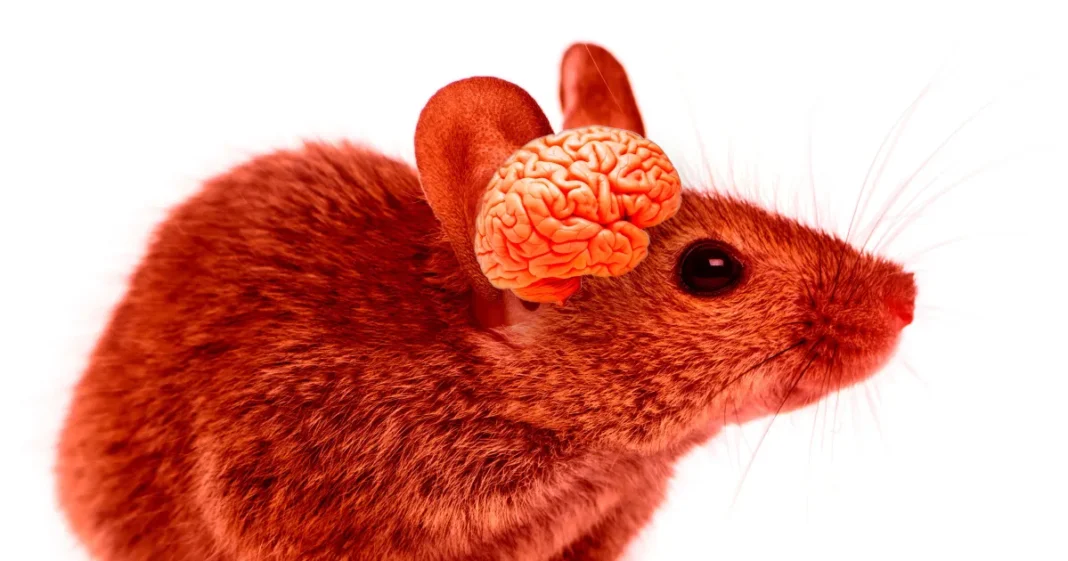 Scientists Unleash Franken-Mice With