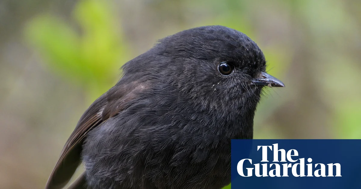 The black robin, once
