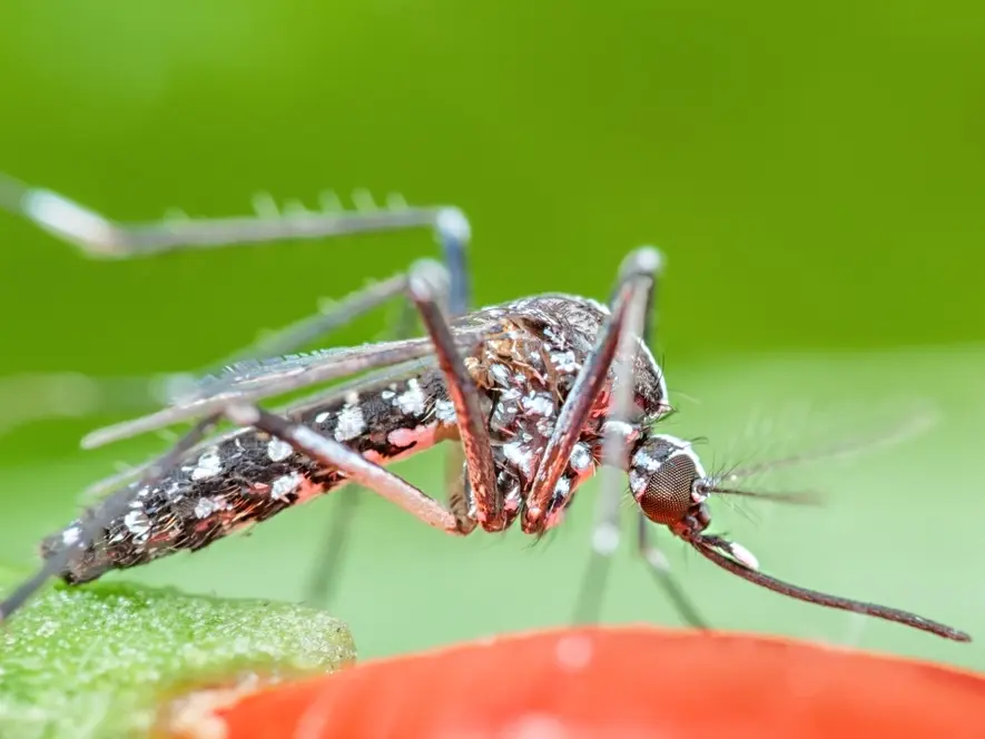1st Human West Nile