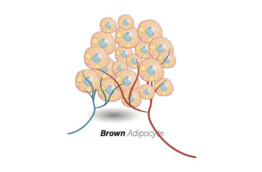 2026-10-16-india-brown-fat-heart-mental-health-ai-study Illustration of a brown adipocyte, the calorie-burning brown fat cell