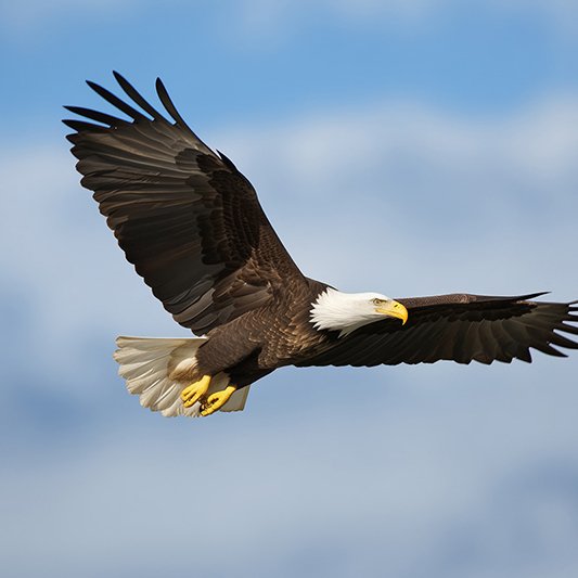 Bald eagle perched in a tree; bird flu confirmed as cause of Jackie the Big Bear eagle's death