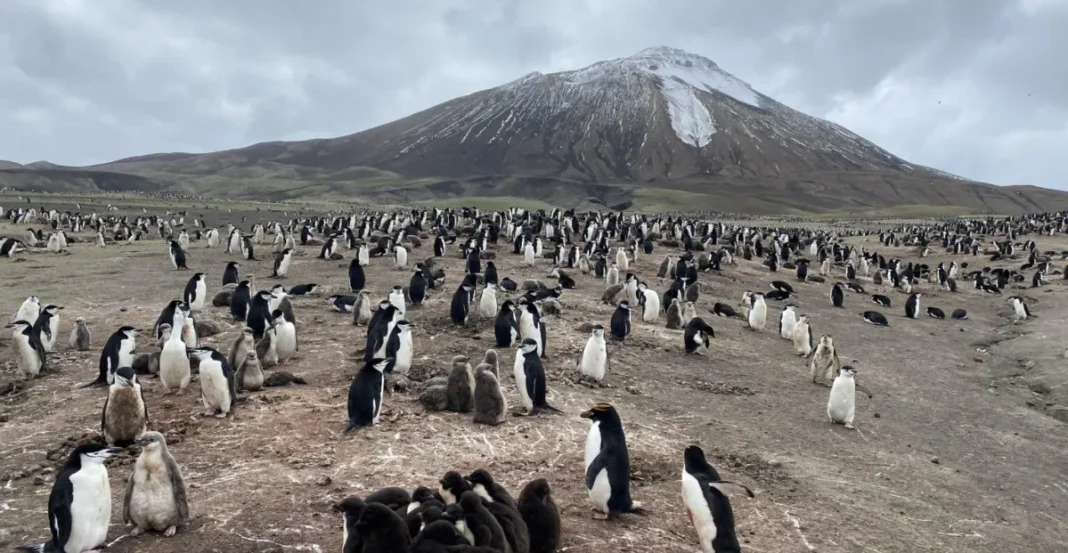 Antarctica’s penguins are sending Antarctica’s penguins are sending