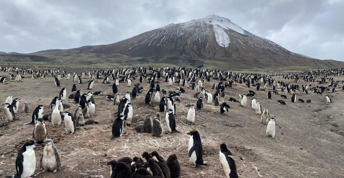 Antarctica’s penguins are sending