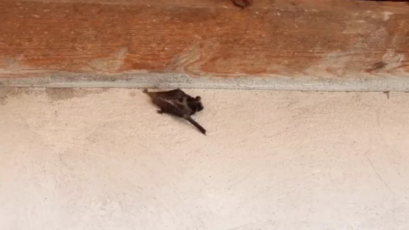 Bats found inside Puyallup