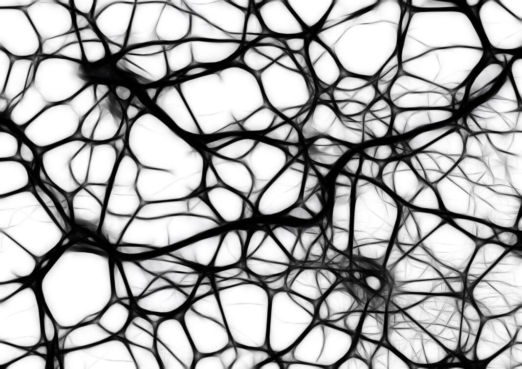 Brain tissue removed during