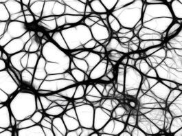 Brain tissue removed during: Proven Brain tissue removed during