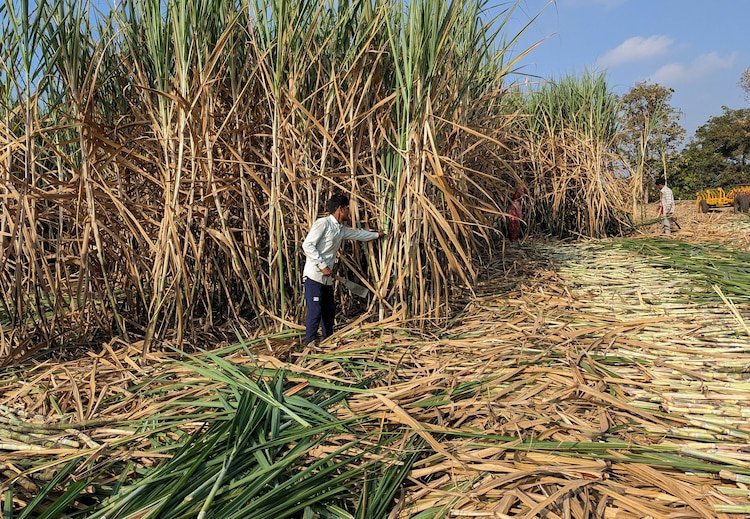 Sugar stocks slide illustrated by a sugarcane field, after the Centre halted sugar diversion for ethanol production.
