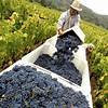 California's once-mighty wine industry