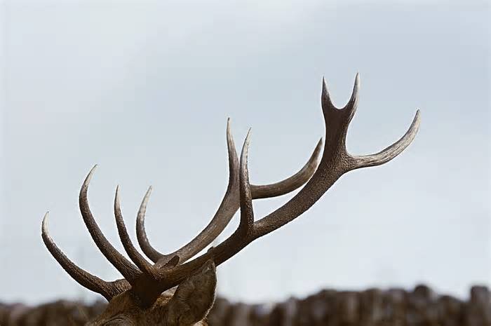 CAR-T biotech Caribou makes