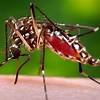 Florida's dengue outbreak is