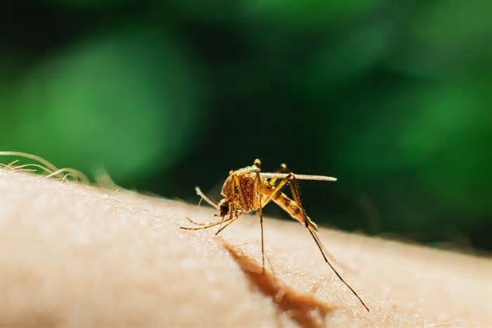 Florida's dengue outbreak is