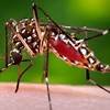 Florida’s dengue outbreak is