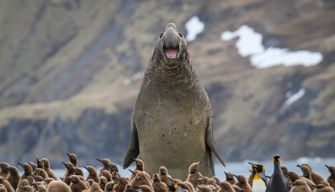 Funniest animal photos of