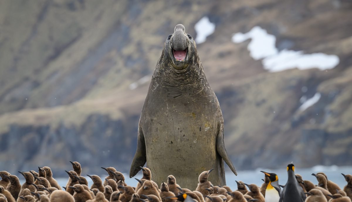 Funniest animal photos of