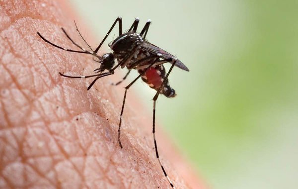 Gadchiroli malaria news photo