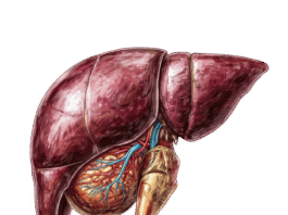 Fatty Liver Subtypes Found in Five Distinct Disease Forms Fatty liver subtypes: anatomical illustration of the human liver
