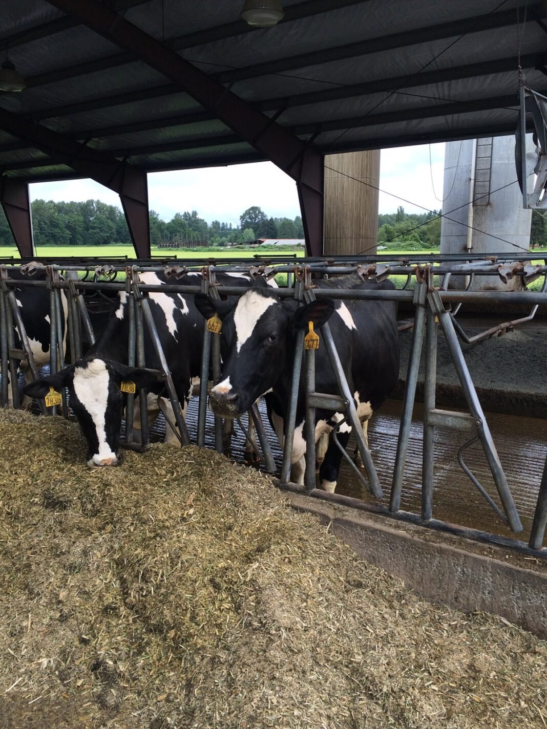 health-05-bird-flu-washington Bird flu Washington: dairy cattle in a barn on a Washington farm linked to the H5N1 case