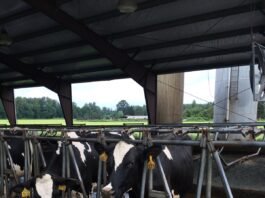 Bird Flu Washington Dairy Worker Tests Positive for H5N1 Bird flu Washington: dairy cattle in a barn on a Washington farm linked to the H5N1 case