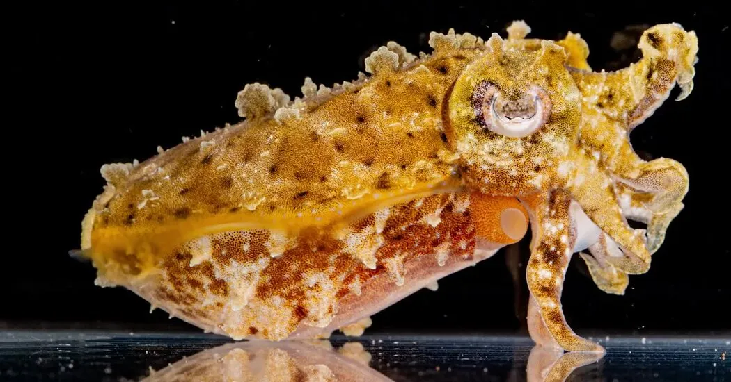 How Do Cuttlefish Hide?