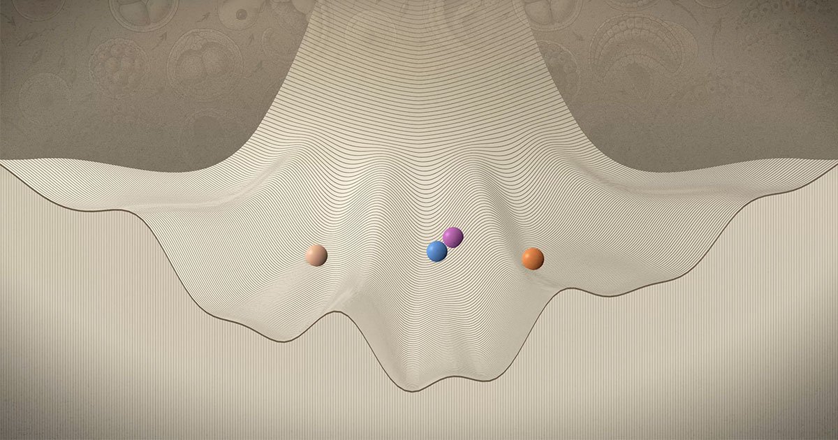 How Does Life Unfold?
