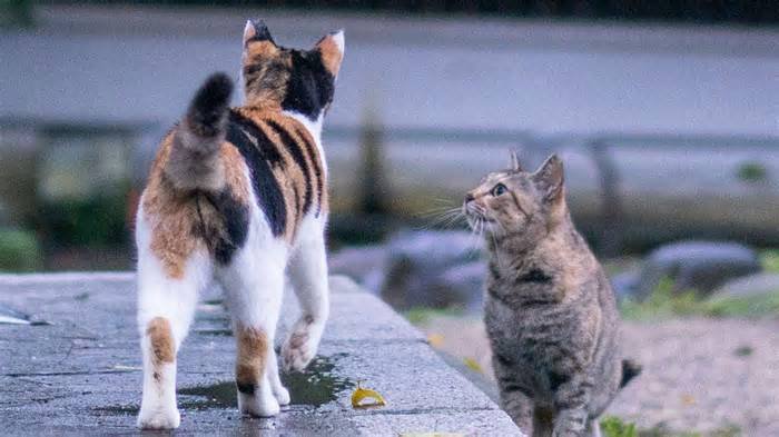 in 15 house cats