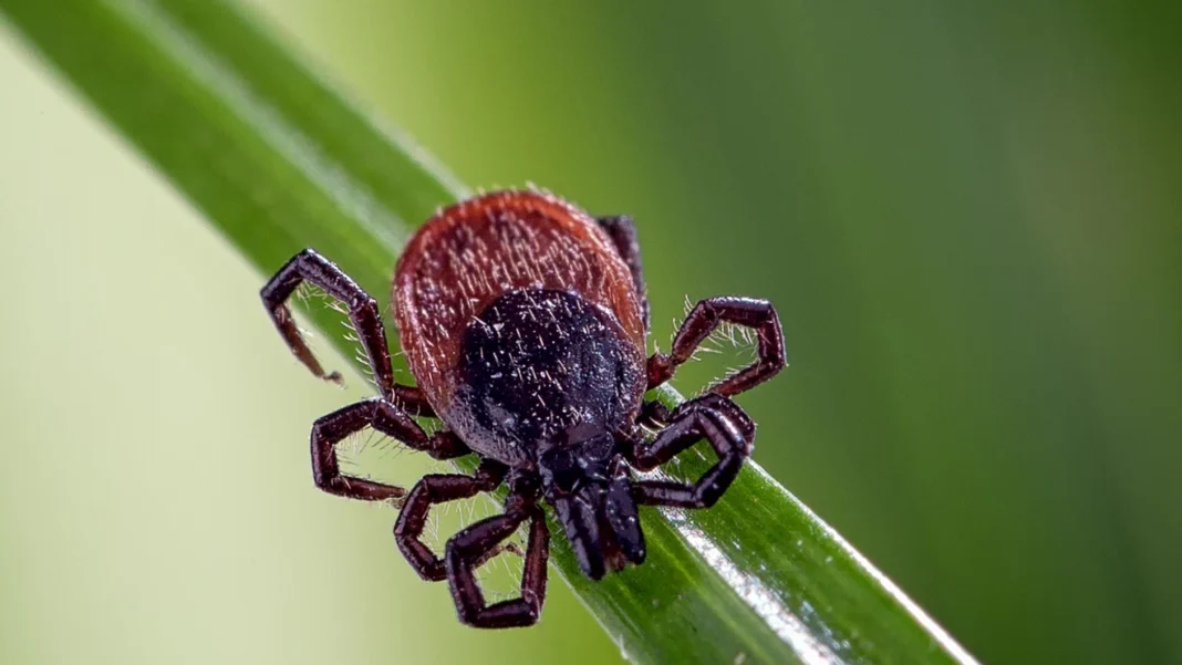 Madison County reports rare