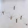 Mosquitoes are swarming Los