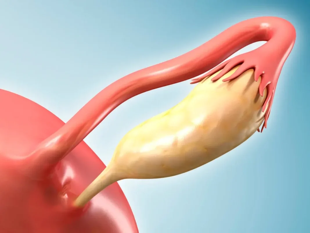 ovaries after menopause ovaries after menopause