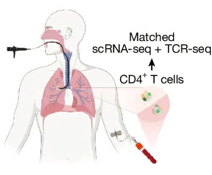 preinvasive regulatory cell axis