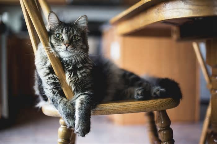 Some house cats carry