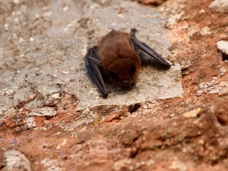 Third Rabid Bat Found