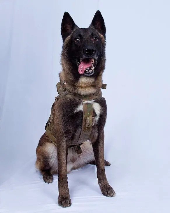 warhound-200-million-military-dogs Belgian Malinois working dog like those bred for military service
