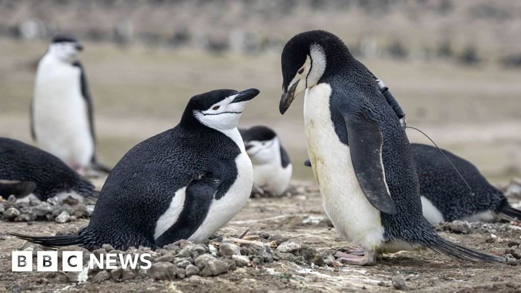 World's largest penguin colony