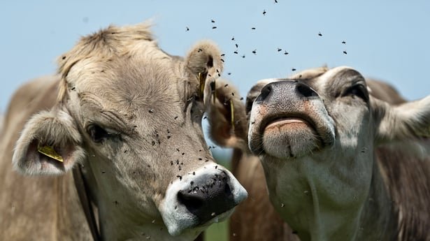 wp_18 cattle livestock India, mosquito midge vector, dairy farm India, veterinary surveillance cattle